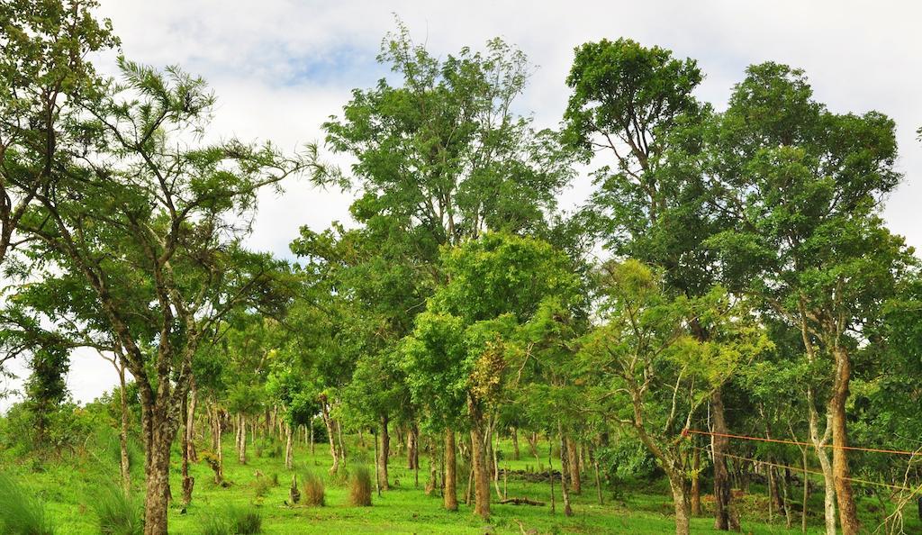 Punarjani Ayurvedic Resorts Ramakkalmedu Ngoại thất bức ảnh